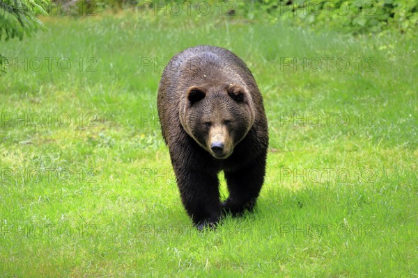 European brown bear (Ursus arctos arctos), adult, female, alert, meadow, in summer, Bavarian Forest