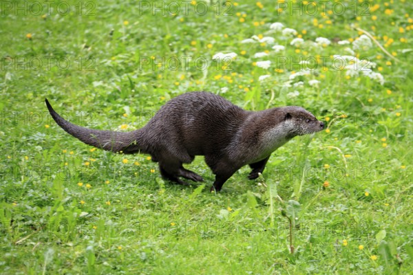 Otter (Lutra lutra), adult, on land, in a meadow, running, Bavarian Forest National Park, Germany,