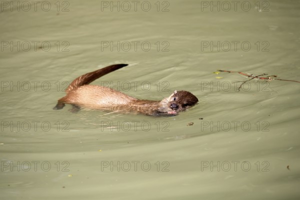 Otter (Lutra lutra), adult, in water, feeding, Bavarian Forest National Park, Germany, Europe,