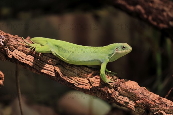 Banded Fiji Iguana (Brachylophus fasciatus), adult, on tree, alert, portrait, Tonga, Fiji, Oceania,