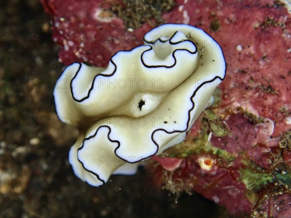 Elegant white sea snail with black edges, Black-margined Glossodoris (Doriprismatica