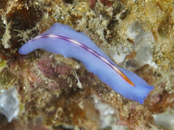 A bright flatworm in shades of blue and orange, Pseudoceros bifurcus, on the seabed. Dive site
