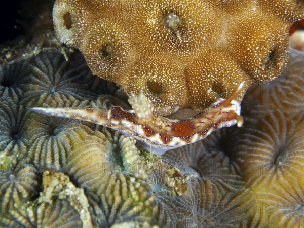 Striped sea snail, volcanic star snail (Hypselodoris krakatoa), crawls over complex coral