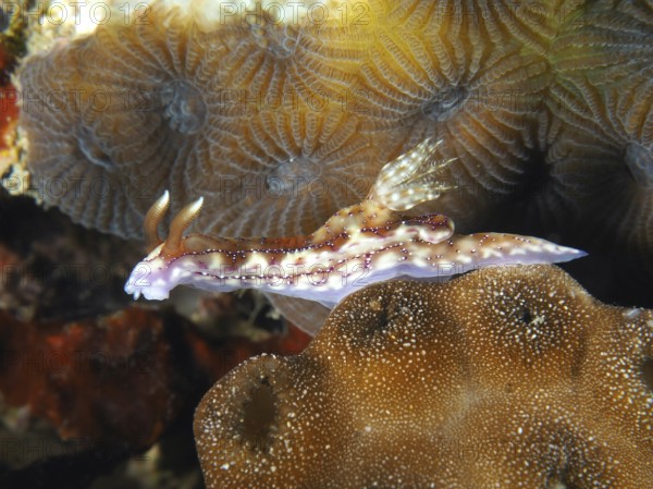 Purple-brown sea snail, volcanic star snail (Hypselodoris krakatoa), crawling over a brown coral.