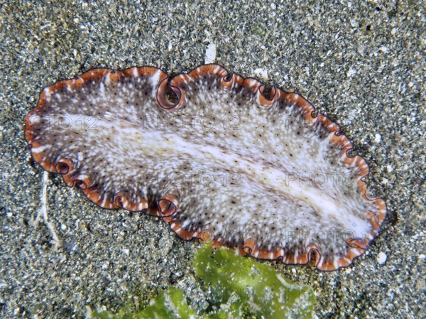 Light-coloured, wave-shaped flatworm with orange wavy edges, reddish-brown swirl worm (Pseudoceros)