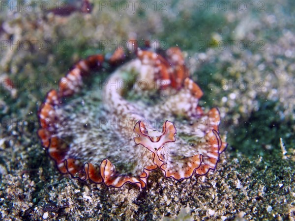 A wavy, grey-brown flatworm with red edges, red-brown swirl worm (Pseudoceros), on a sandy