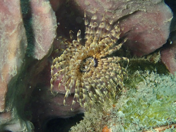 A beige-transparent feather worm, tube worm (Sabellastarte), with a symmetrical pattern. Dive site