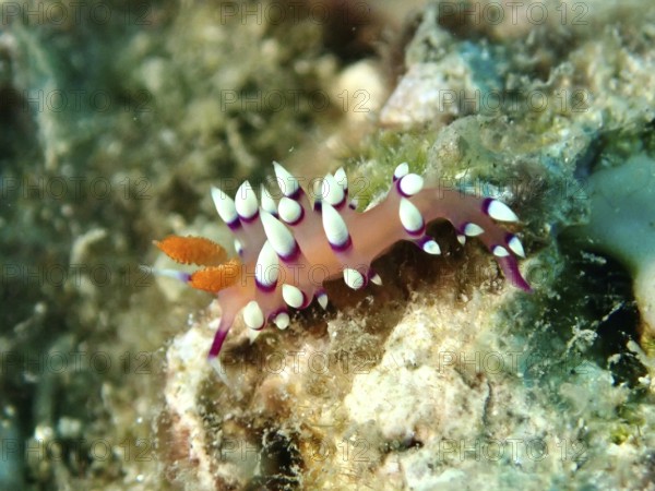 Colourful nudibranch, white-tipped coryphellina, flame flabellina (Coryphellina exoptata)