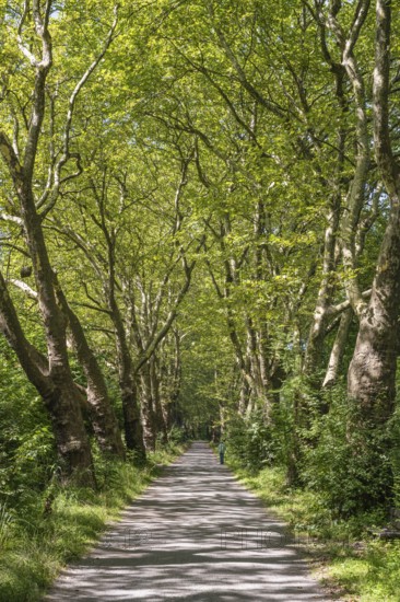 Eine Platanenallee im Hochsommer bei Konstanz, Bodensee, Landkreis Konstanz, Baden-Württemberg,