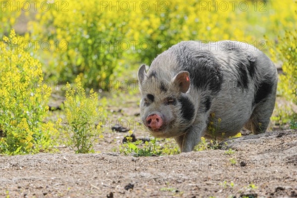 A Kunekune pig (sus scrofa domesticus), a domestic breed from New Zealand walks walks through a