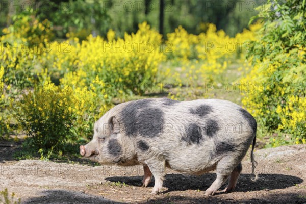 A Kunekune pig (sus scrofa domesticus), a domestic breed from New Zealand stands a yellow flowering