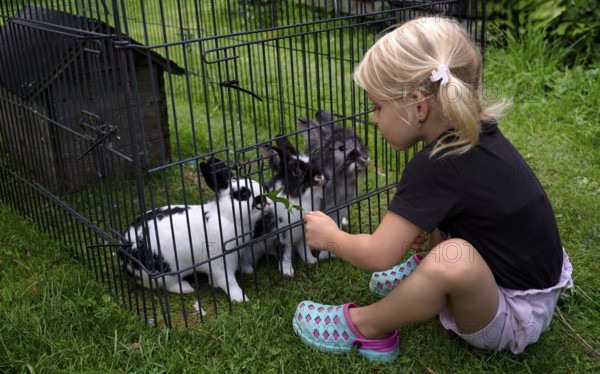 Girl, 4 years, blonde, feeds three rabbits with dandelion, rabbit hutch, animal love, Seeg,
