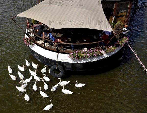 White swans swimming on vltava river near a floating restaurant with tourists enjoying lunch in
