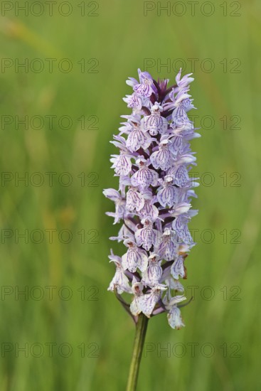 Moorland spotted orchid (Dactylorhiza maculata), inflorescence, close-up, Wilnsdorf, North