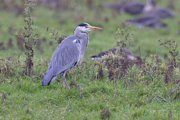 Grey heron (Ardea cinerea), standing in a meadow, Bieslicher Insel, Lower Rhine, North