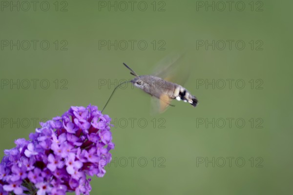 Pigeon tail (Macroglossum stellatarum), in flight, flower, proboscis, Germany, In flight, the