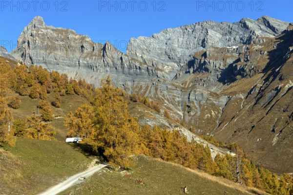 Golden autumn in the Ovronnaz hiking area, the Petit Muveran and Grand Muveran peaks behind,