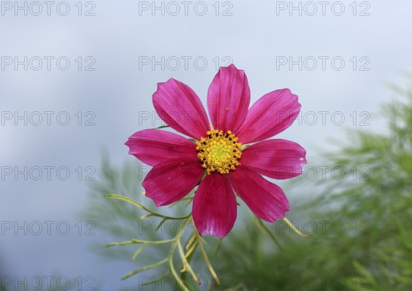 Ornamental basket 'Sensation Mix' (Cosmos bipinnatus), fifteen weeks after sowing, North