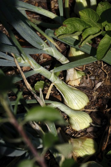 Growing onions in the garden, July, Germany