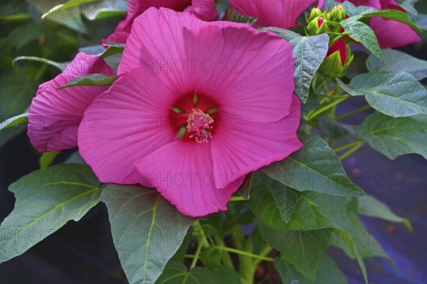 Hibiscus flower or marshmallow flower (Hibiscus moscheutos), Bavaria, Germany