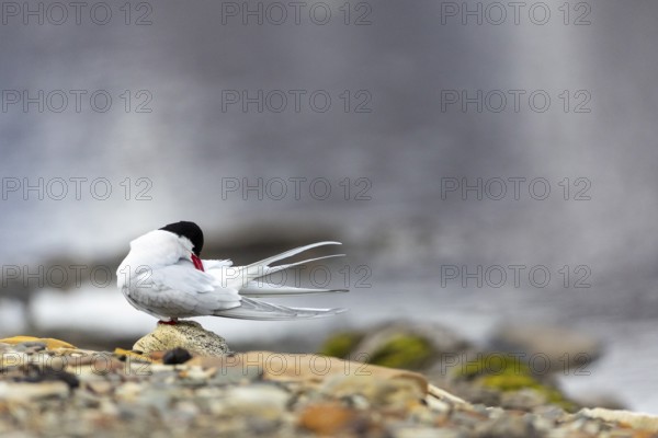 Arctic Arctic Tern (Sterna paradisaea) preening its plumage, Terns (Sterninae), Longyearbyen,