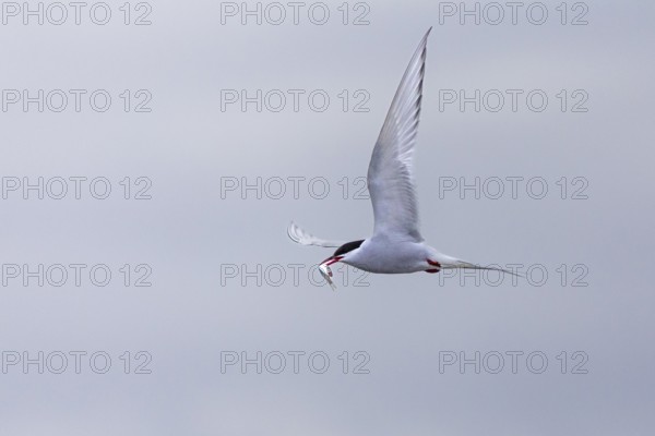 Arctic Arctic Tern (Sterna paradisaea) flying with fish in its beak, Terns (Sterninae),