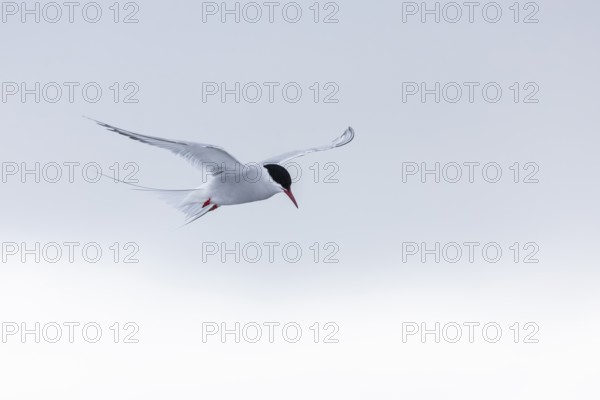 Arctic Arctic Tern (Sterna paradisaea) in a shaking flight to catch fish, Terns (Sterninae),