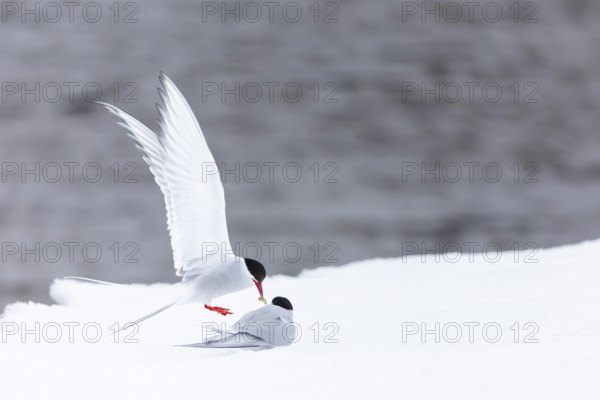 Arctic Arctic Tern (Sterna paradisaea), pair feeding, bridal gift, snow, Terns (Sterninae),