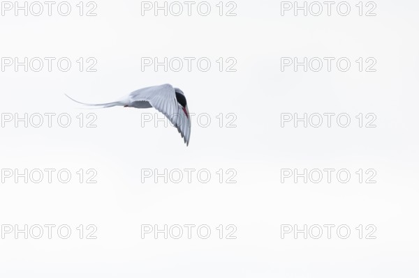 Arctic Arctic Tern (Sterna paradisaea) in flight, Terns (Sterninae), Muchinsonfjord, Spitsbergen,