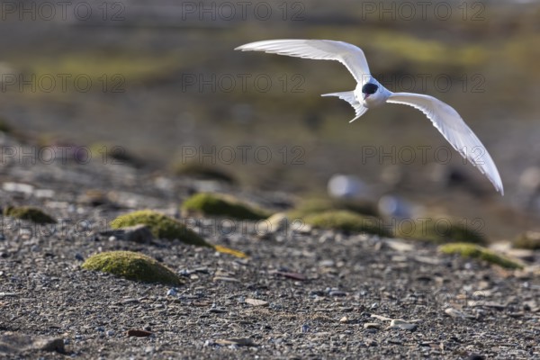 Arctic Arctic Tern (Sterna paradisaea) in flight, Terns (Sterninae), Longyearbyen, Spitsbergen,