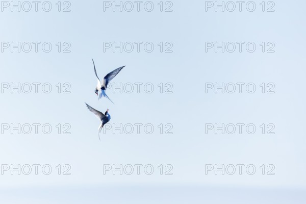 Two Arctic Terns (Sterna paradisaea) in flight, Terns (Sterninae), Longyearbyen, Spitsbergen,