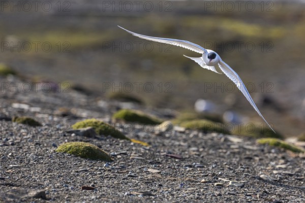 Arctic Arctic Tern (Sterna paradisaea) flying over land, Terns (Sterninae), Longyearbyen,