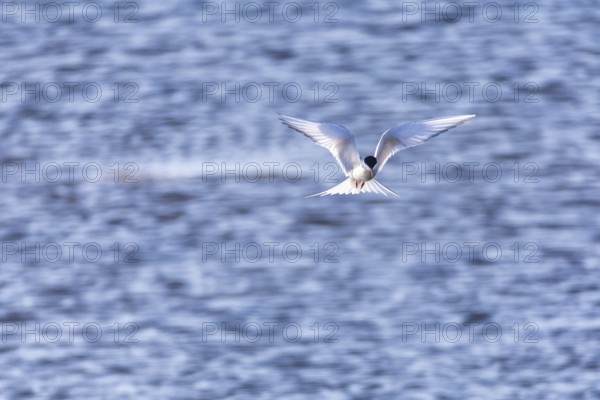 Arctic Arctic Tern (Sterna paradisaea) in shaking flight over water, Terns (Sterninae),