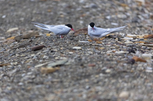 Arctic Arctic Tern (Sterna paradisaea) at the clutch, Terns (Sterninae), Longyearbyen, Spitsbergen,