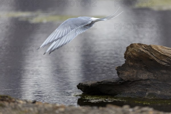 Arctic Arctic Tern (Sterna paradisaea) taking off, Terns (Sterninae), Longyearbyen, Spitsbergen,