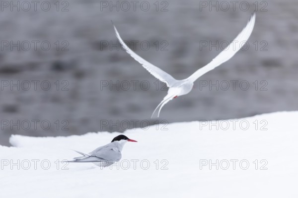 Arctic Arctic Tern (Sterna paradisaea) pair, Terns (Sterninae), Muchinsonfjord, Spitsbergen,