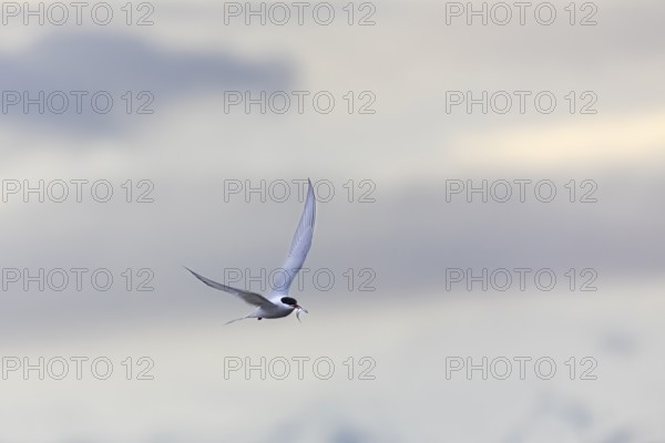 Arctic tern (Sterna paradisaea) in flight, fish in beak, terns (Sterninae), Longyearbyen,