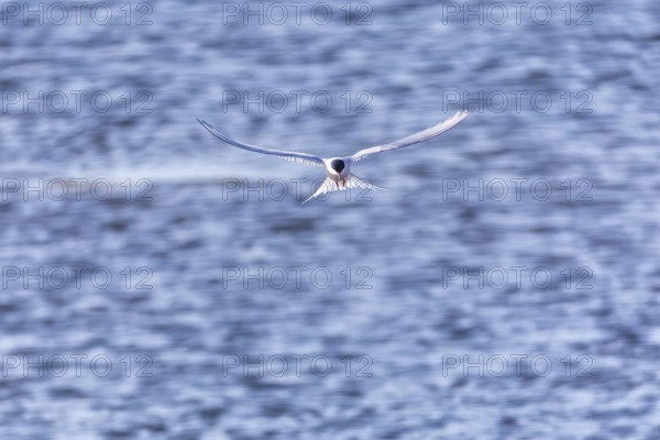 Arctic Arctic Tern (Sterna paradisaea) in a shaking flight to catch fish, Terns (Sterninae),