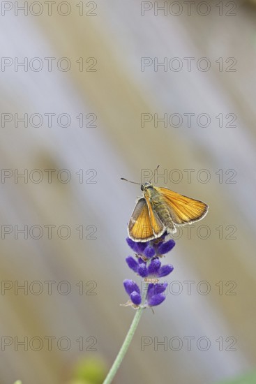 Large skipper (Ochlodes venatus), collecting nectar from a flower of Common lavender (Lavandula