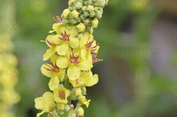 Dark mullein (Verbascum nigrum), flowers, inflorescence, in a natural garden, close-up, Wilnsdorf,