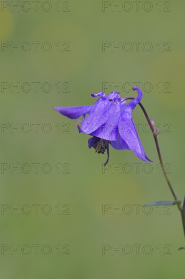 Columbine (Aquilegia vulgaris), blue flower at the edge of a forest, Wilnsdorf, North
