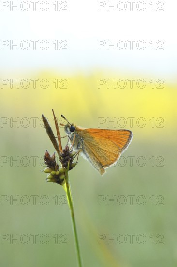 Large skipper (Ochlodes sylvanus, Augiades sylvanus), resting in the evening on a blade of grass in