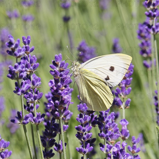 A Cabbage butterfly (Pieris brassicae) sucking nectar on the flower of true lavender (Lavandula