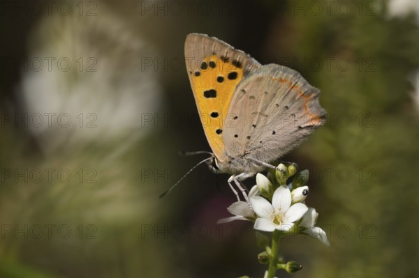 Small copper (Lycaena phlaeas) sitting on a white flower, spiked speedwell (Veronica spicata),