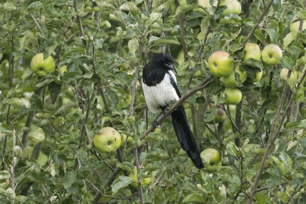Magpie (Pica pica) sitting on a branch of an apple tree, surrounded by green leaves and unripe