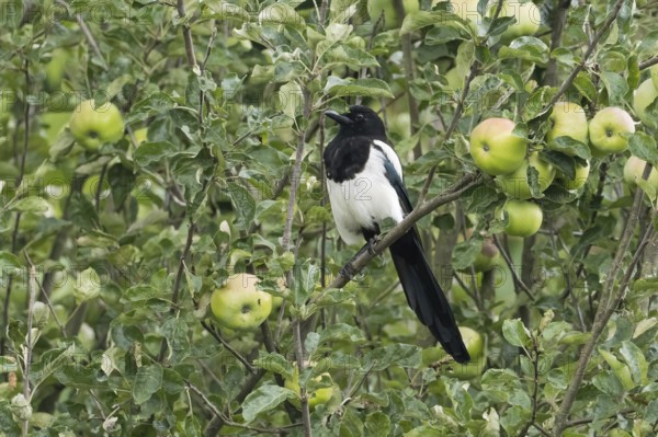 Magpie (Pica pica) sitting on a branch of an apple tree, surrounded by green leaves and unripe