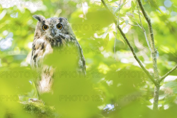 A long-eared owl (asio otus) hides between leaves, surrounded by light and shadow in the forest,