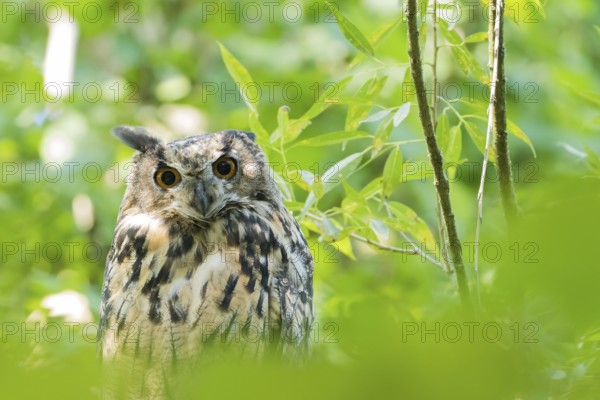 A long-eared owl (asio otus) stands in the green forest and looks through the foliage with wide