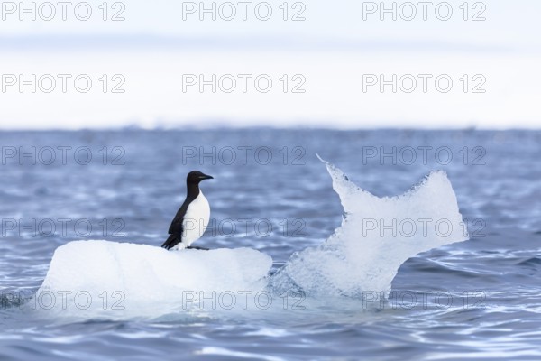 Thick-billed guillemot (Uria lomvia) on an ice floe, sea, water, alcids (Alcidae), Alkefjellet,