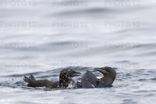 Thick-billed guillemot (Uria lomvia) fighting in the water, alcids (Alcidae), Alkefjellet,